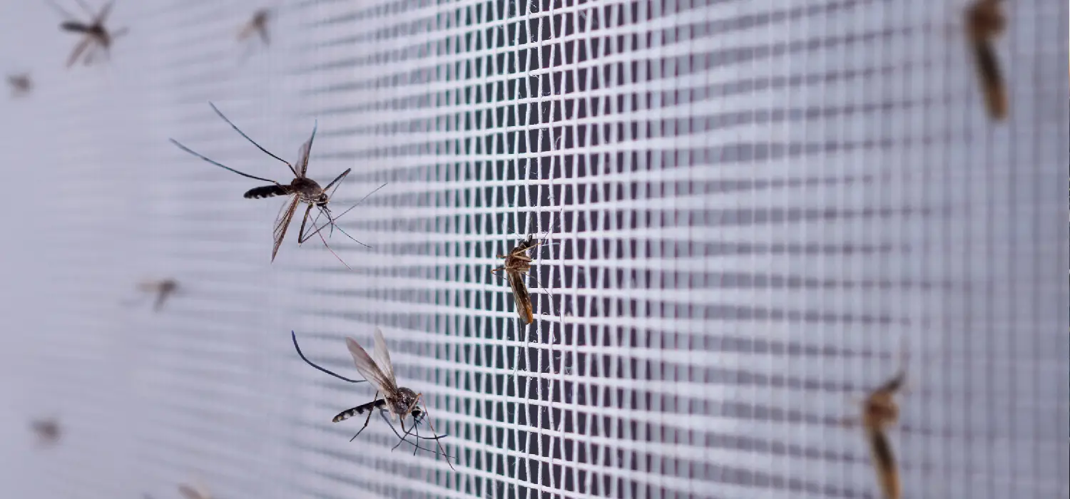 Mosquito net installation for windows and balconies